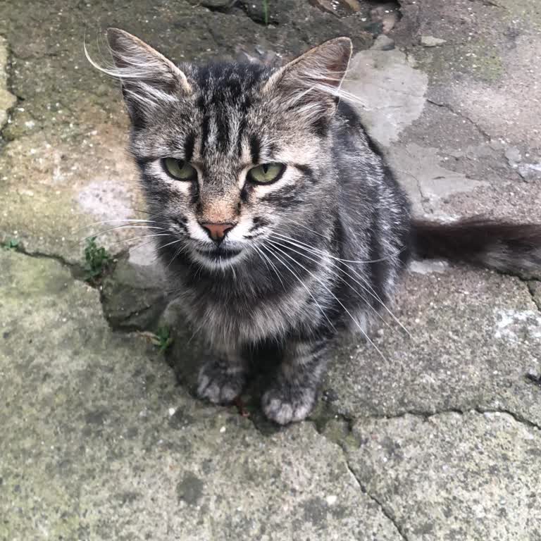 Ümraniye Hayvan Barınağının Hasta Kediyi Yanıltması Ve Yavru Kedi Kaybı