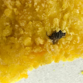 Çorum BİM Lezita Nugget Ürününün İçinde Bulunan Böcek Nedeniyle Gıda Güvenliği Endişesi