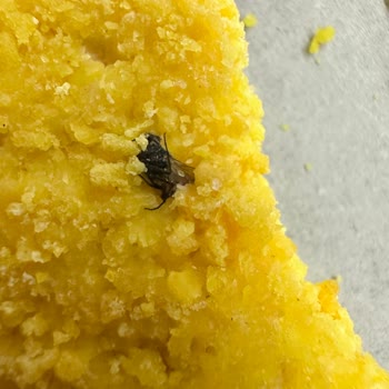 Çorum BİM Lezita Nugget Ürününün İçinde Bulunan Böcek Nedeniyle Gıda Güvenliği Endişesi