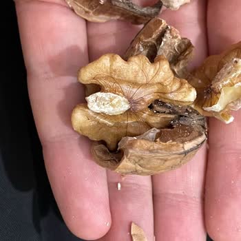 Migros Sanal Market'ten Bayat Ceviz Gönderimi Ve Uzayan İade Süreci