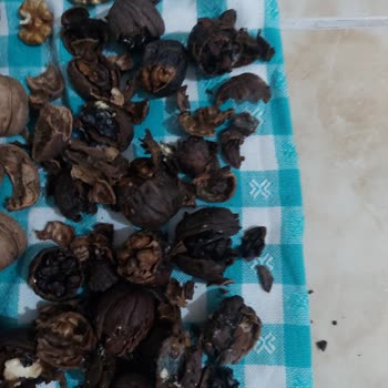 Kuru Ceviz Siparişinde Küflü Ve Çürük Ürün Gönderimi