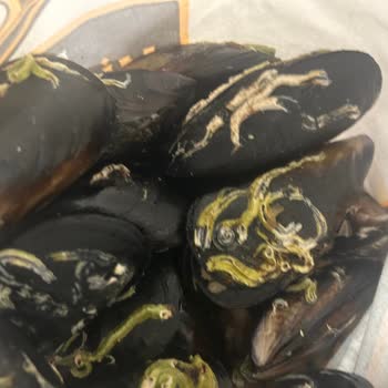 Migros Yemek'te Satılan Bozuk Midye Dolma Ve Yanıtsız İade Süreci