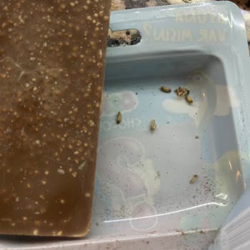 Çocukların Tükettiği Şölen Ozmo Çikolatasında Böcek Ve Kurt Bulundu