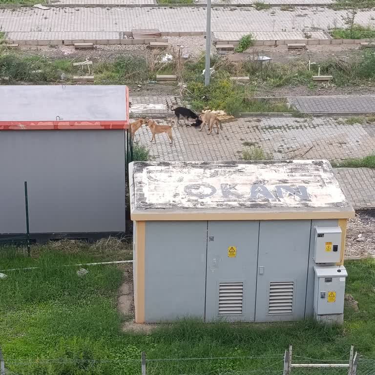 İskenderun'da Başıboş Köpekler Mahalle Güvenliğini Ve Çocukları Tehdit Ediyor