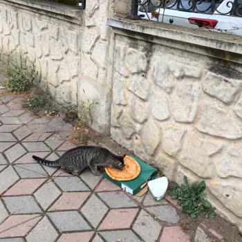 Siparişin Siteden Dışarı Bırakılması Ve Çocuklar İçin Mağduriyet