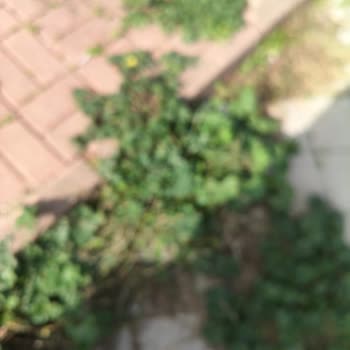 Oppo Reno F14 Kamera Bulanıklığı Sorunu Media Markt Servisinde 4 Kez Çözülmedi