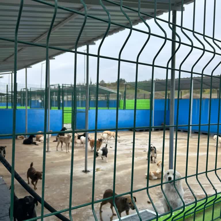 Tekirdağ Çorlu Hayvan Barınağında Köpek Ayrıştırma Yetersizliği Ve Yaygın Sağlık İhmali