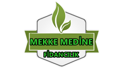 Mekke Medine Fidancılık