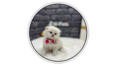 @showpatiisahiplendirme Logo