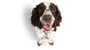 CVS Vets Logo