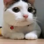 Yagmur