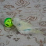 Orhan