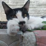 Olcay