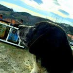 Engin