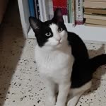Ezgi
