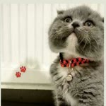 Bahar