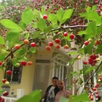 Selçuk