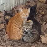 Ali