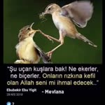 Özel
