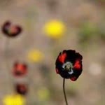 Dilaver