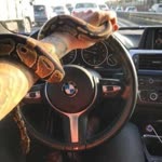 Selim