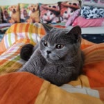 Duygu