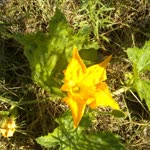 Halil