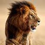 Soner