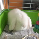 Nur