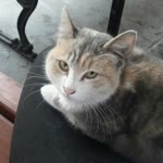 Azra