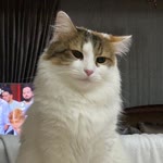 Reyyan
