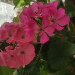 Filiz