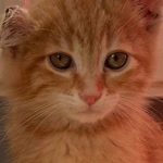 Tülin