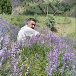Süleyman