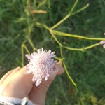 Rana