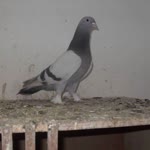 Altun