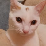 Sıla