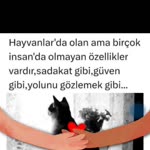 Sibel