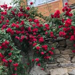 Sıdıka