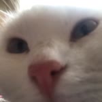Melek