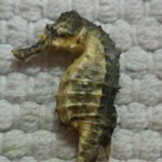 Kübra