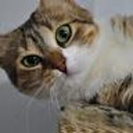 Sevda