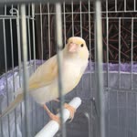 Erkan