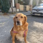 Ardıç