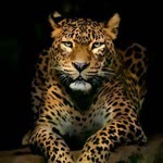 Furkan