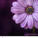 Arzu