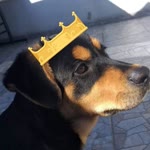 Doga