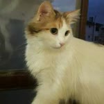 Aygün