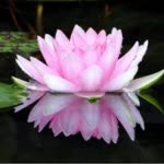 Dilaram