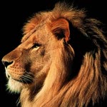 Kayhan